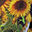 Sunflower Garden